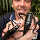 Illustration for article titled The rarest insect in the world also happens to be freaking enormous